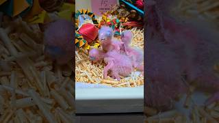 검은 머리 카이큐, 세네갈 앵무 #앵무새 #birdsl…