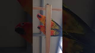 날림 새장이다 보니 여기 저기 먹을걸 물어다 흘리고 다…