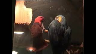 짱구태풍 A매치