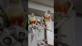 파인애플코뉴어 먹방의 귀재들