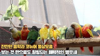 코뉴어앵무새에게 틀어주시면 안정감을 주는 영상  #gr…