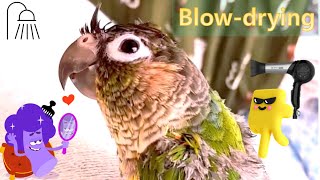 [닥터멜론] 드라이기 vs 코뉴어