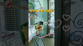 먹방계의 신예! 앵무새 프로 땅콩러  #parrot #…