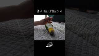 앵무새로 다림질하기 #shorts #parrot #caique #앵무새 #카이큐 #ズグロシロハラインコ #birds