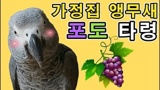 #앵무새 #말하는 앵무새 [수다쟁이 회색앵무 코코] EP41. 포도 타령하는 말하는 앵무새