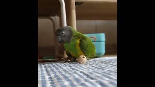 수리 장난감 맘에 들었네♡  #parrot  #세네갈앵무  #앵무새 #반려동물