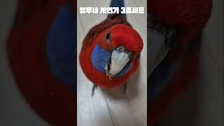 [장미앵무 동해] 개인기 3종세트~ 돌아 데굴데굴 가져와 / #앵무새훈련 #앵무새키우기