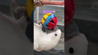 남의 횃대에서 장난감 부수는 코카투 #리프패럿부천옥길점 #parrot #birds #birdslover #앵무새