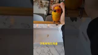 내 손에 다가오는 썬코뉴어앵무새 #shorts
