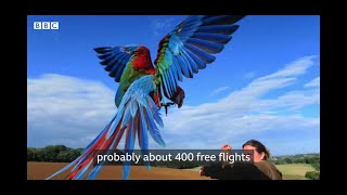 앵무새 자유비행 (Free-flying parrot)