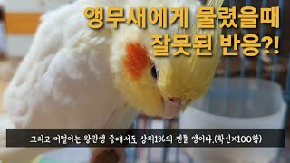 앵집사라면 한 번쯤은 봤을 짤: 긍정왕관앵무 머털이