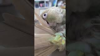 털고르기 중인 사랑씨~ #코뉴어 #birds