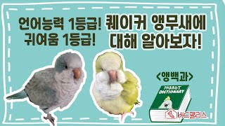 인스타 알고리즘 점령한 그 앵무새! 퀘이커에 대해 알아…