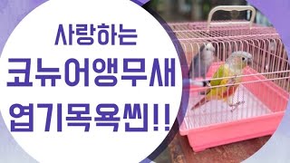 코뉴어앵무새 엽기목욕씬(귀엽다) Conure