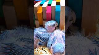 세네갈앵무, 검은 머리 카이큐예요. #birdslove…