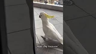 아침마다 코카투#코카투#시드니일상#반려동물#sydney #cute #cockatoo #australia #cockatoolife