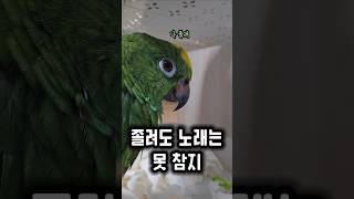 졸다가 노래하는 엄마를 본 앵무새의 한마디 #앵무새 #…