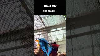 앵무새 맞짱 #앵무새