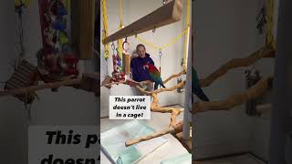 Macaw’s Incredible Crib! Dream…