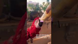 홍금강 앵무새 이유식 쉽게 먹이기 #마카우#홍금강#앵무새#이유식 먹이기