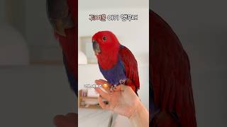 귀여운 아기 앵무새                  #뉴…