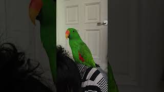 엄마가 울었을때 앵무새 반응? 크크! 키키!
