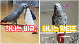 한마리는 비글, 한마리는 말티즈