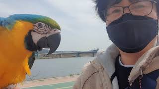 청금강 앵무새 5일째 자유비행 앵무새 산책