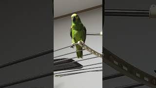 귀농귀촌 아마존앵무새 말하고 놀아주기