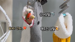 양말 앵무새들을 위한 새양말(맥주잔, 상어, 몬스터, 발양말까지)