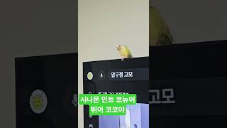 앵무새                     시나몬 민트…