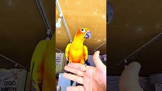 #birds #parrot #pets #썬코뉴어#태웅 …