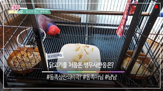 [대구앵무새농장] 앵무새가 닭고기를 먹을까요? (eclectus eat chicken)
