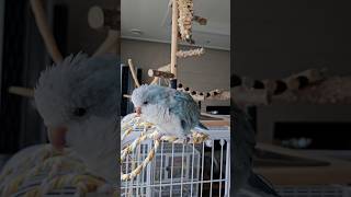 [퀘이커 앵무] 으으응~ 아!! #parrot #qua…