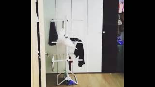 Umbrella Cockatoo &quot;Tae si…