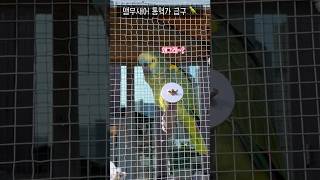 말하는 앵무새 처음 봤어요! 통역해주실분?‍♀️‍♂️