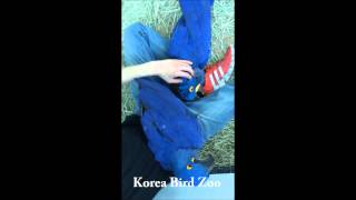 히야신스 마카우(Hyacinth macaw)