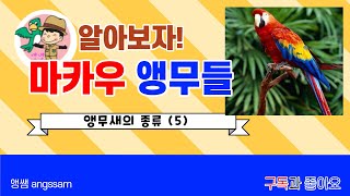 마카우 앵무 알아보기