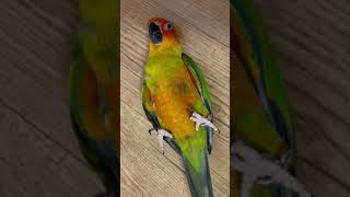 #귀여운 #앵무새 #코뉴어 #구독 #좋아요 #동물 썬코…