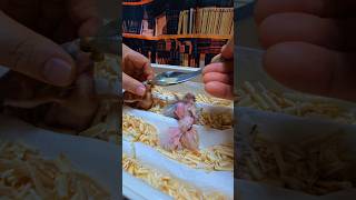 뉴기니아 앵무, 검은 머리 카이큐, 로리, 듀컵코카투.#parrot #birds #pets #animals #cute #birdslover #사계절앵무새