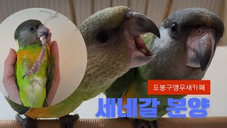 조용한 앵무새! 세네갈 분양!! #parrots #앵무…