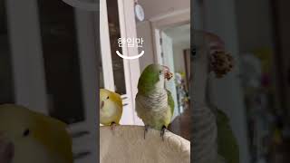 싸우지말고 먹어 #앵무새 #퀘이커 #parrot #라페…