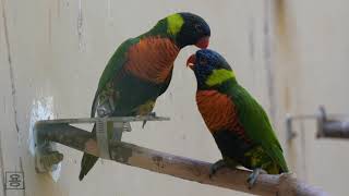 20 1앵무 시이좋다가다툼우치20 01 10