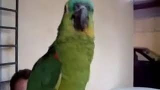 오페라노래를 부르는 앵무새 ( 신기방통)