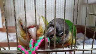 [앵무파파] 문열어달라는 코뉴어부부 [2019.02.0…