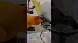 졸귀탱 썬코랑 코카투 #썬코뉴어 #코카투