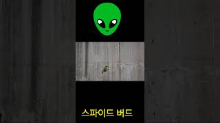 아마존앵무새 잠시방황#아마존앵무새#앵무새