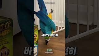 장난치는 걸 너무 좋아하는 앵무새