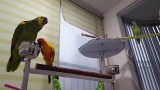 아마존앵무와 선크뉴ㅡ황금이와 단풍이