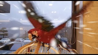 온천욕을 즐기는 앵무새 (앵무새 목욕시키기)